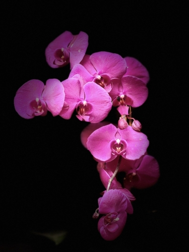 Orchids: Mother Nature’s Masterpiece