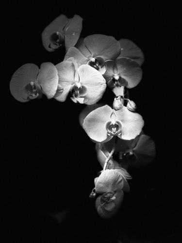 Orchids: Mother Nature’s Masterpiece (Black & White)